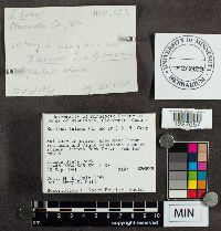 Suillus luteus image