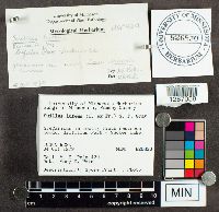 Suillus luteus image