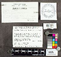 Suillus luteus image