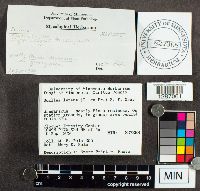 Suillus luteus image