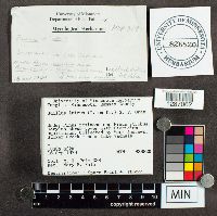 Suillus luteus image