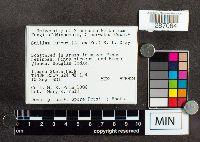 Suillus luteus image