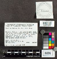 Suillus luteus image