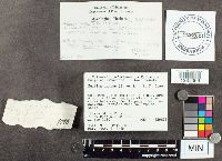 Suillus luteus image