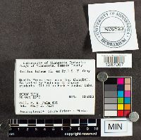 Suillus luteus image