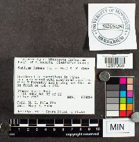 Suillus luteus image