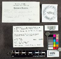 Suillus luteus image