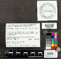 Suillus luteus image