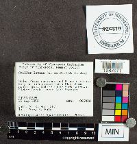 Suillus luteus image