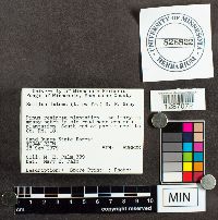 Suillus luteus image