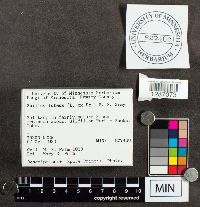 Suillus luteus image