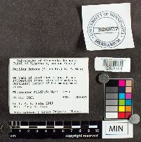 Suillus luteus image