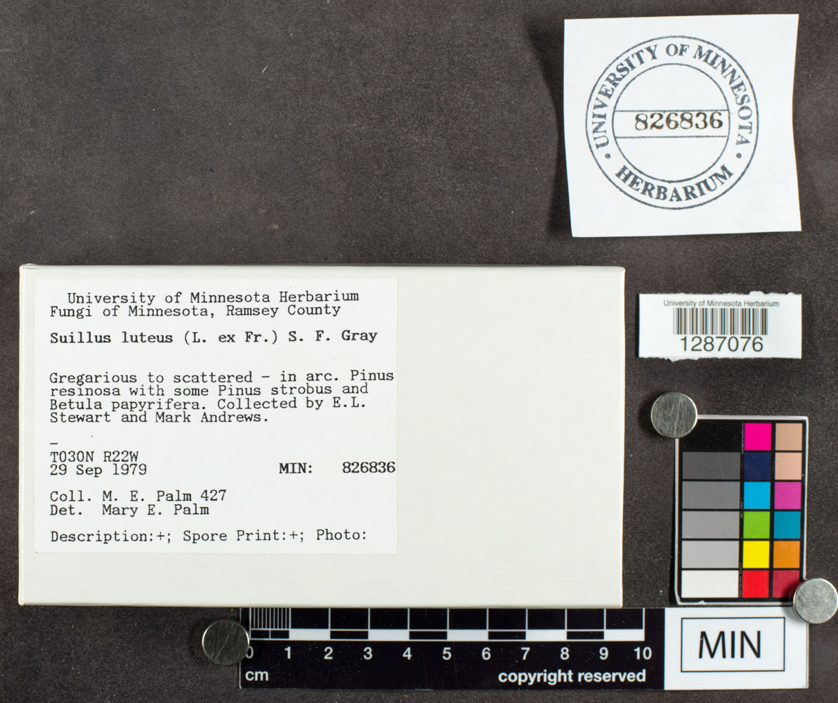 Suillus luteus image