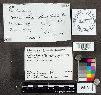 Suillus luteus image