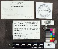 Suillus luteus image