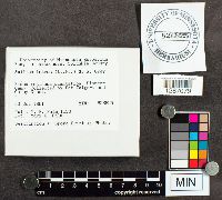 Suillus luteus image