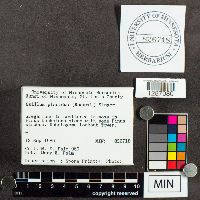 Media resource of Suillus placidus