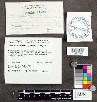 Suillus placidus image