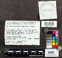 Suillus placidus image