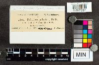 Boletus paluster image