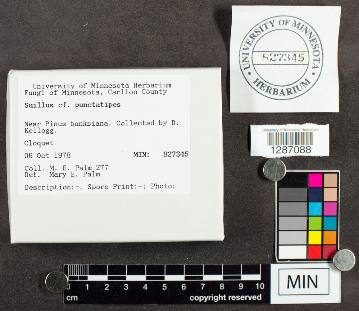 Suillus punctatipes image