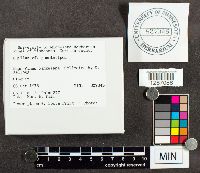 Media resource of Suillus punctatipes