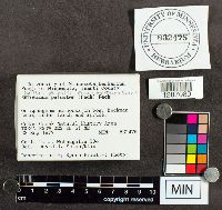 Boletus paluster image