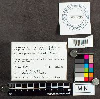 Suillus placidus image