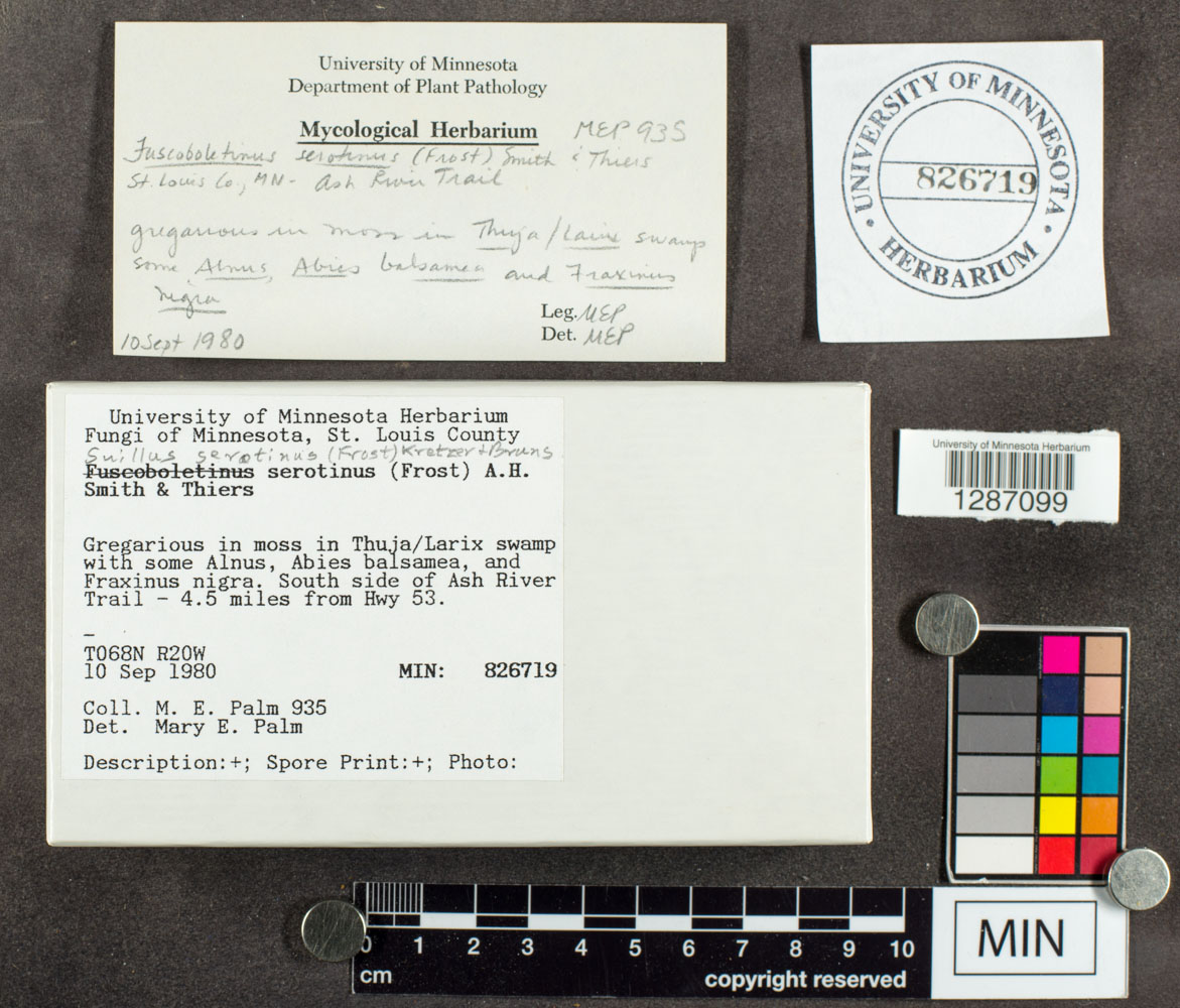 Suillus serotinus image