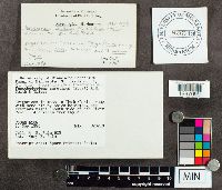 Media resource of Suillus serotinus