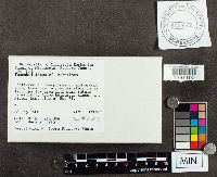 Suillus serotinus image