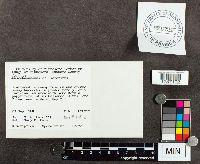 Suillus serotinus image