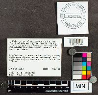 Suillus serotinus image