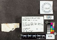 Suillus serotinus image