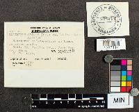 thumbnail image of current specimen