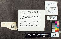 Suillus spraguei image