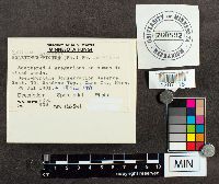 Suillus spraguei image