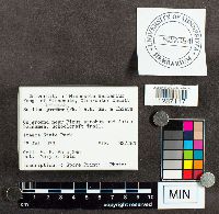 Suillus spraguei image