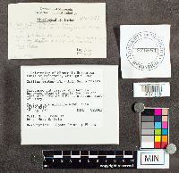 thumbnail image of current specimen