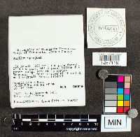 Suillus spraguei image