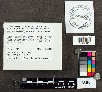 Suillus spraguei image