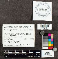 Suillus spraguei image