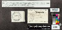 thumbnail image of current specimen