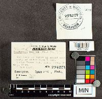 Suillus spraguei image