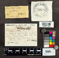 Suillus spraguei image