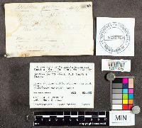 Suillus spraguei image