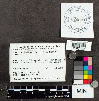 Suillus spraguei image