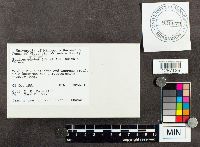 Suillus spraguei image