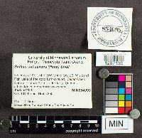 Suillus subaureus image