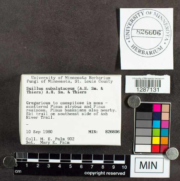 Suillus subalutaceus image